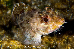Scorpaena Porcus shot in Bodrum by Can Turktan 